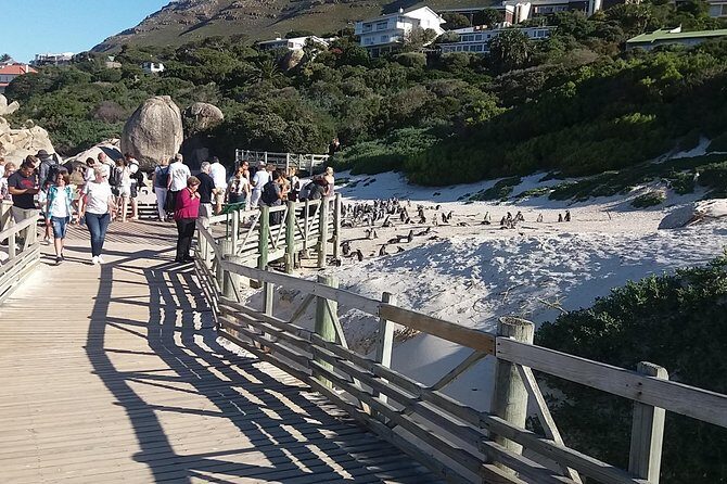 Swim with Penguins At Boulders Chapman's Peak Exc Entry Fees - Final Thoughts