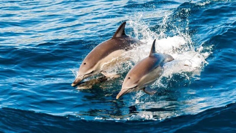 Swim with Sea Turtles, Clear Kayak Tour - Key Points