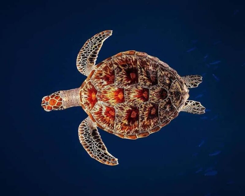 Swim with Sea Turtles, Clear Kayak Tour - An In-Depth Look at the Experience