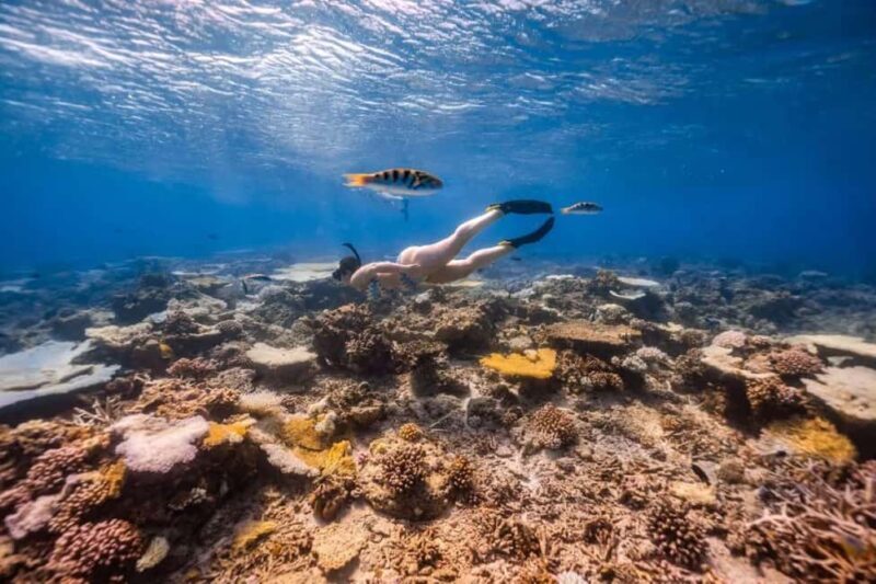 Swim with Sea Turtles, Clear Kayak Tour - Why This Tour Offers Great Value
