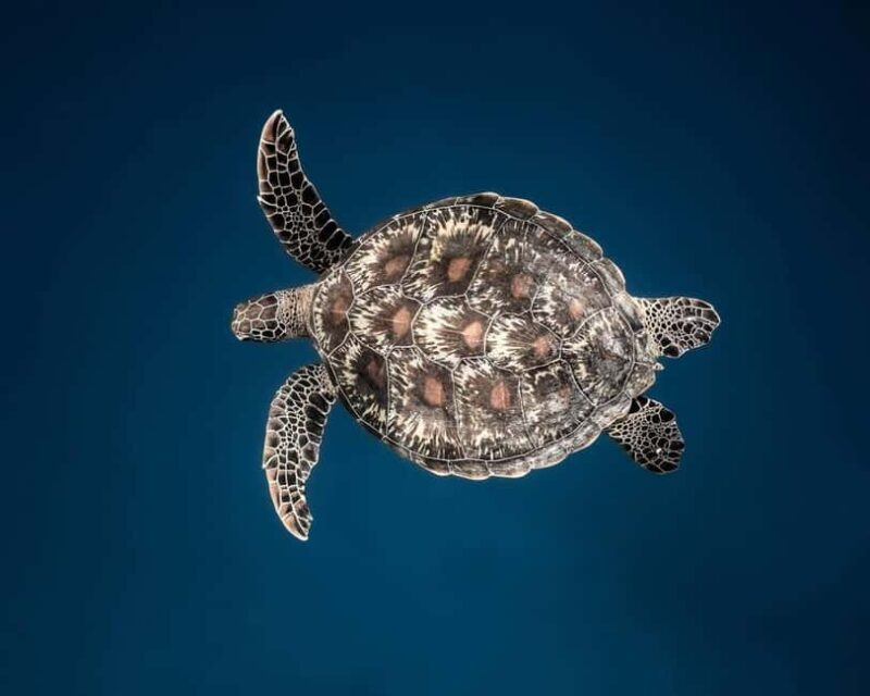 Swim with Sea Turtles, Clear Kayak Tour - FAQ
