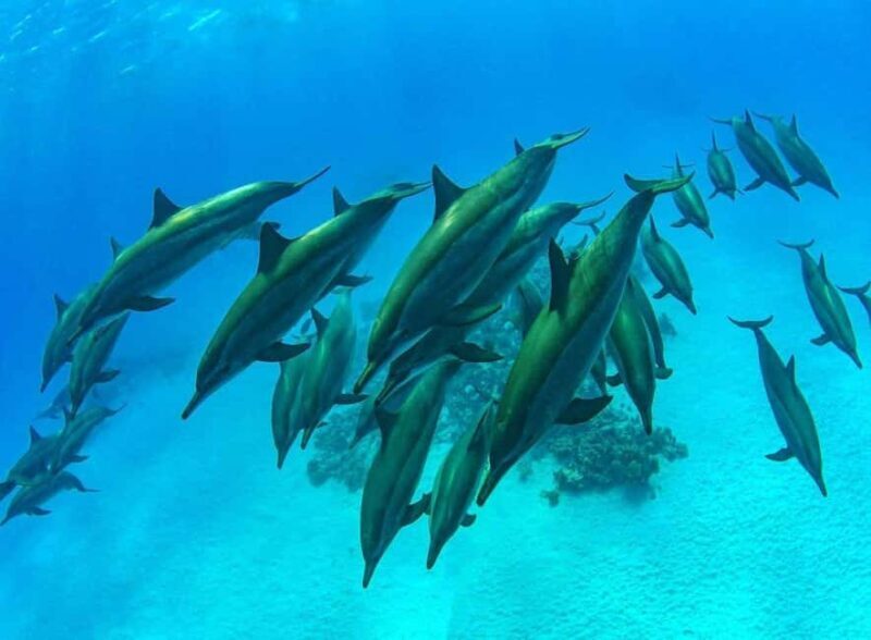 Swim with Sea Turtles, Kuza Cave, Paje Beach, The Rock Lunch - Snorkeling with sea turtles in Salaam Cave