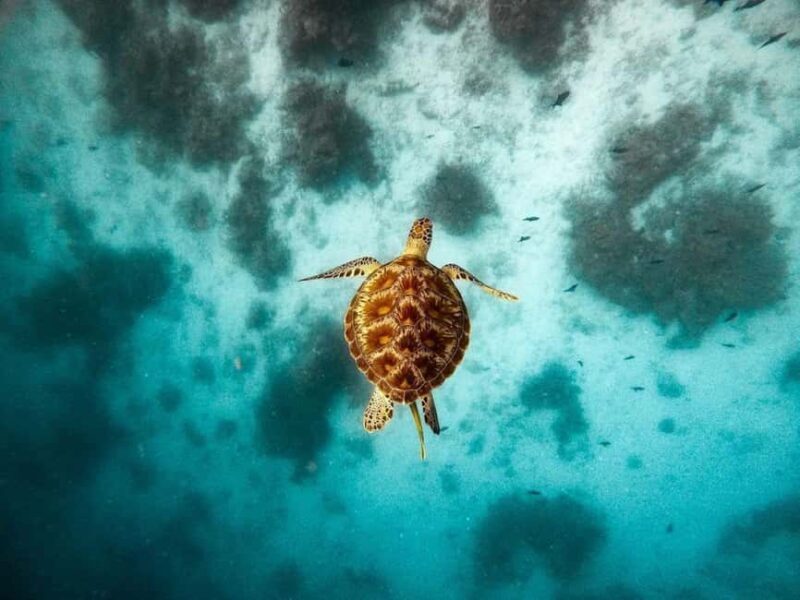 Swim with Sea Turtles, Kuza Cave, Paje Beach, The Rock Lunch - Exploring Kuza Cave’s mystique and natural beauty
