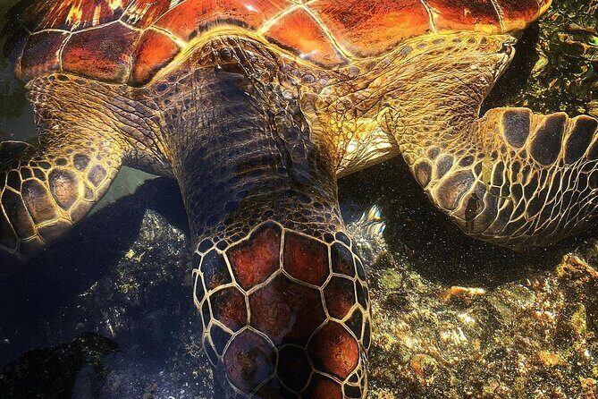 Swim with Sea Turtles; Spice Tour with Lunch; Prison Island Tour - Practical Details and What to Expect