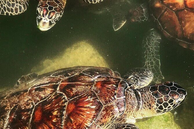 Swim with Sea Turtles; Spice Tour with Lunch; Prison Island Tour - FAQs