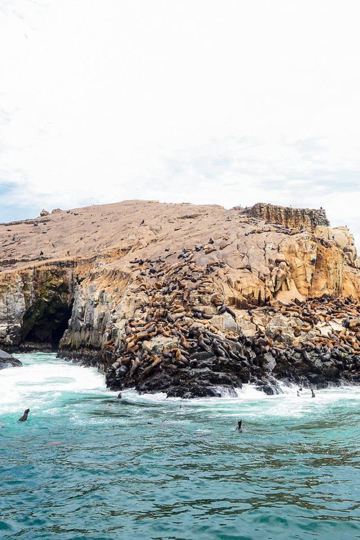 swim-with-sealion-on-palomino-island