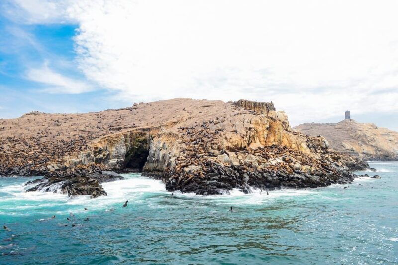 swim-with-sealion-on-palomino-island