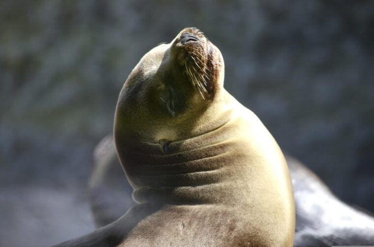 swim-with-sealion-on-palomino-island