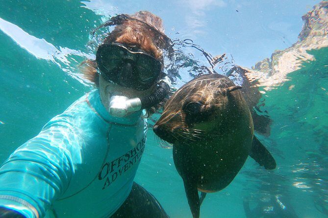 Swim with Seals - Key Points