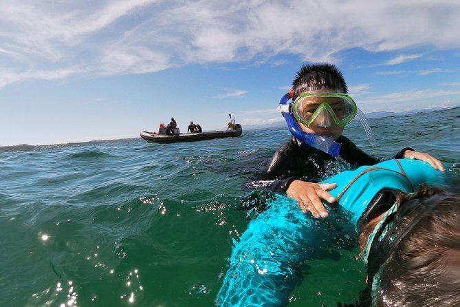 Swim with Seals - The Seal Colony: Playful and Curious Wildlife