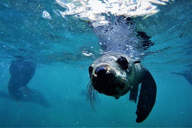 Swim with Seals - Photos and Souvenirs