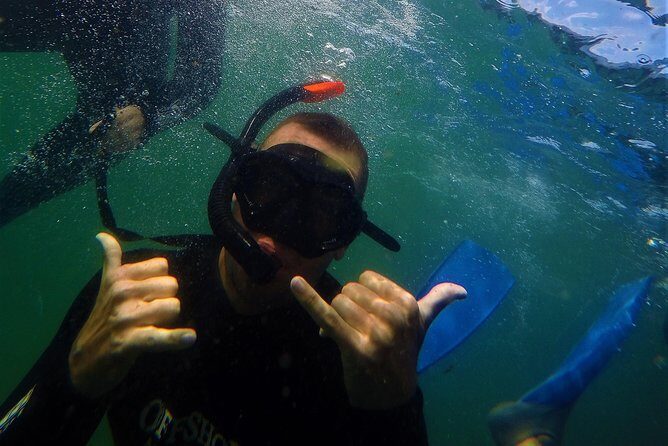 Swim with Seals - Safety and Comfort
