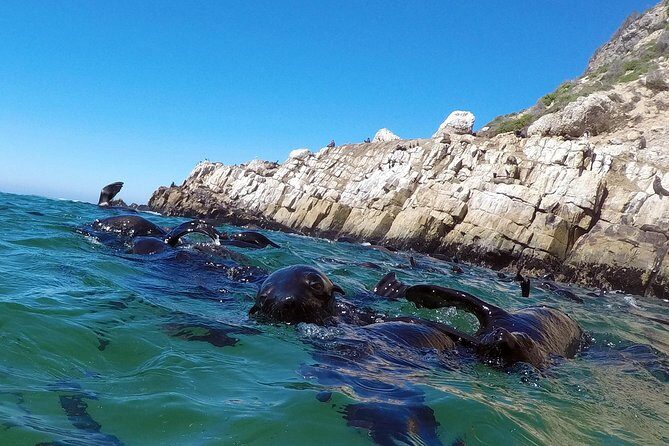 Swim with Seals - Duration and Cost-Value