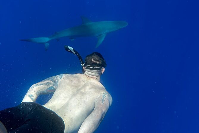 swim-with-sharks-cage-free-from-oahu