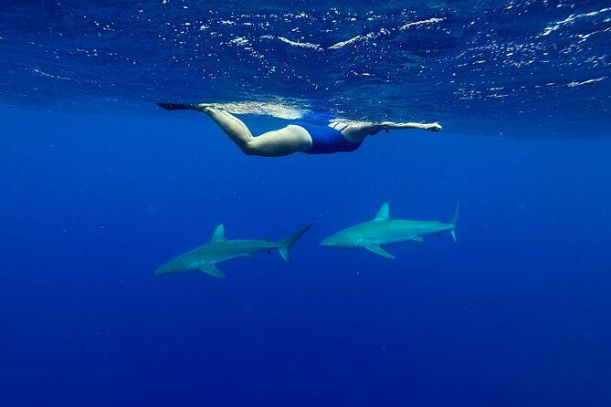 swim-with-sharks-cage-free-from-oahu