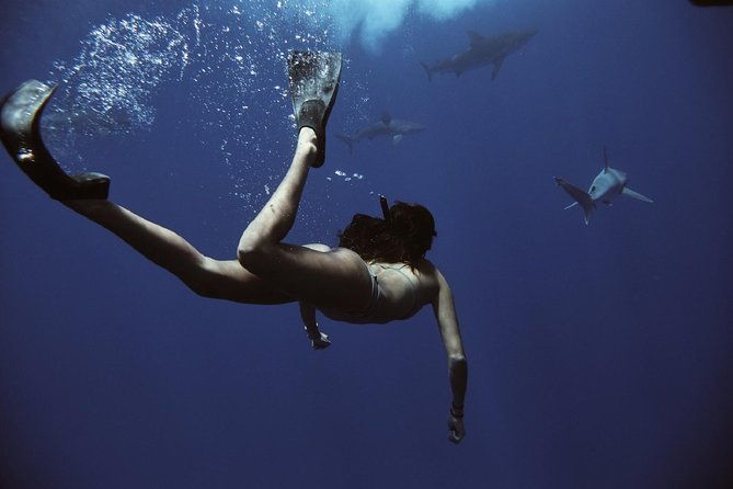 swim-with-sharks-cage-free-from-oahu