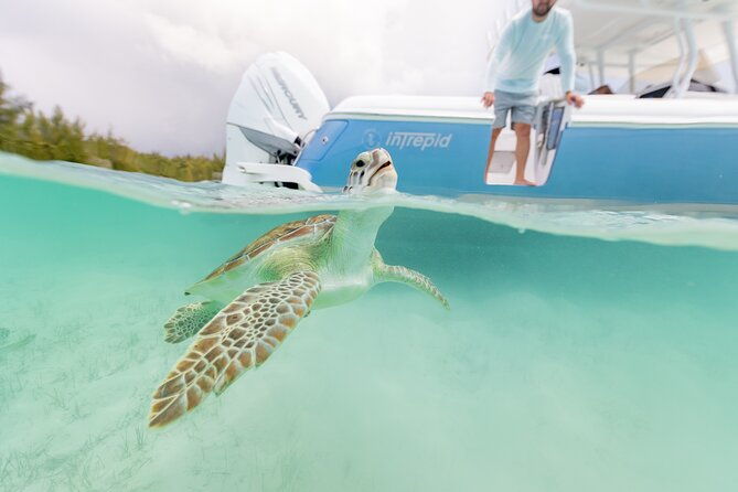 swim-with-the-pigs-half-day-harbour-island-private-boat-tour