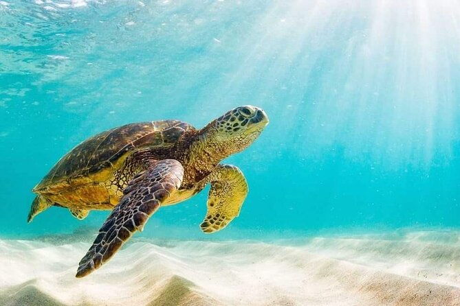 swim-with-the-pigs-safari-in-bahamas-2hrs