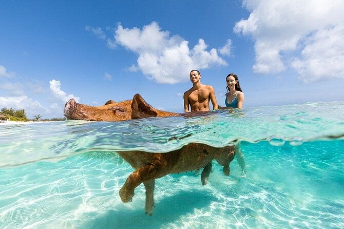 swim-with-the-pigs-safari-in-bahamas-2hrs
