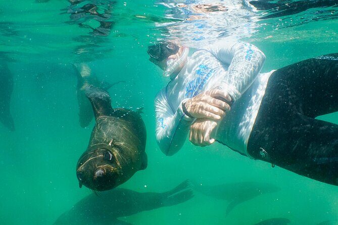 Swim with the Seals in Plettenberg Bay - Key Points