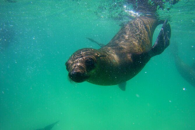 Swim with the Seals in Plettenberg Bay - The Itinerary: From Beach to Seal Colony