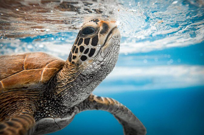 Swim With The Turtles Rarotonga - Important FAQs