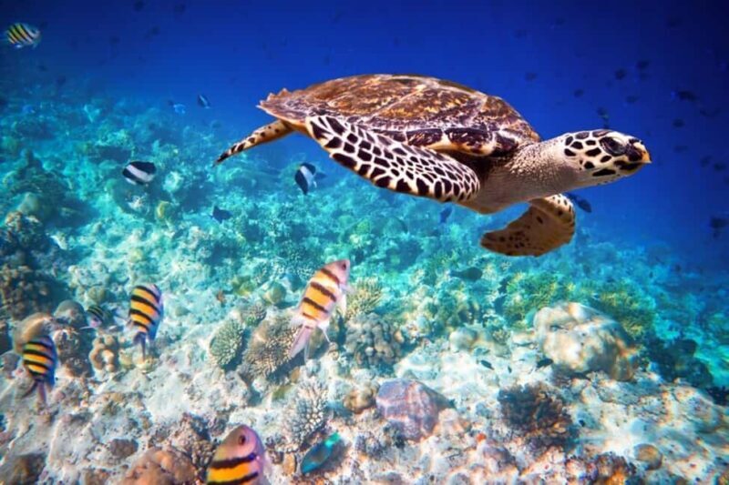 Swim with turtles at Salaam cave & The rock restaurant visit - Key Points