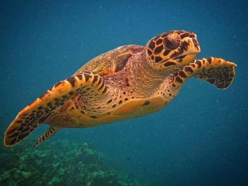 Swim with Turtles, Starfish Adventure, The Rock, Paje Beach - Final Thoughts: Is It Worth It?