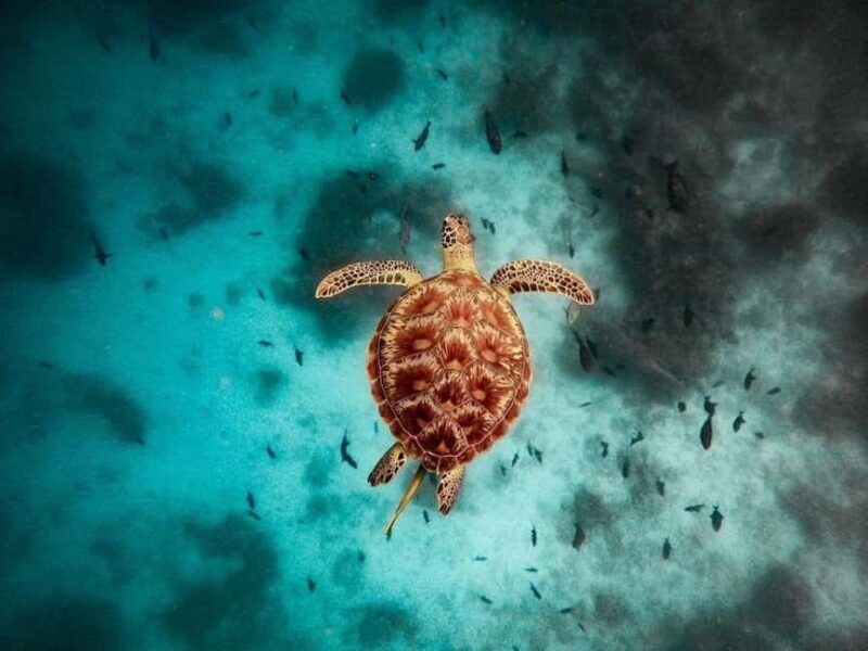 Swim with Turtles, Starfish Adventure, The Rock, Paje Beach - FAQ