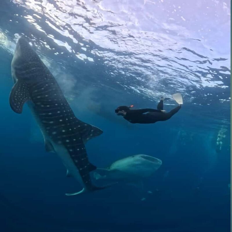 Swim with Whale Sharks 2D1N LombokSumbawa Sharing - Discovering the Swim with Whale Sharks 2D1N LombokSumbawa Sharing Tour