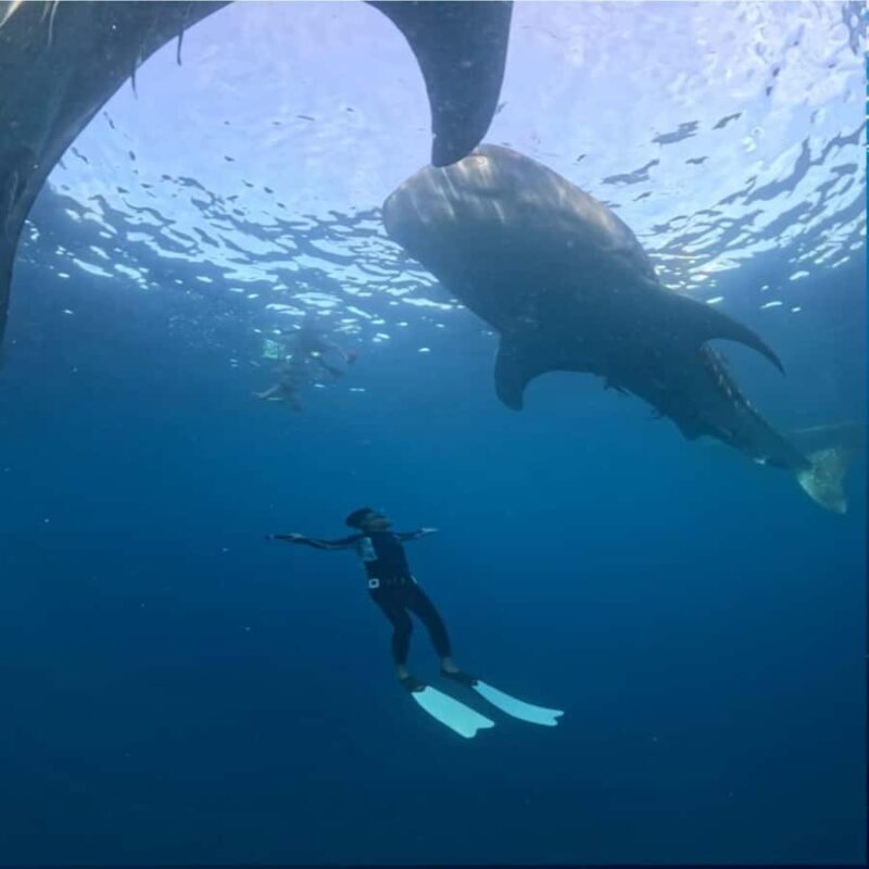 Swim with Whale Sharks 2D1N LombokSumbawa Sharing - Key Points