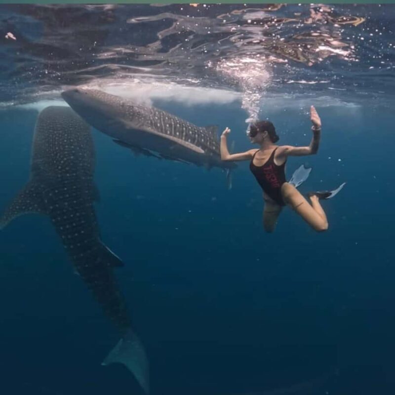 Swim with Whale Sharks 2D1N LombokSumbawa Sharing - Why This Tour Is Worth Considering