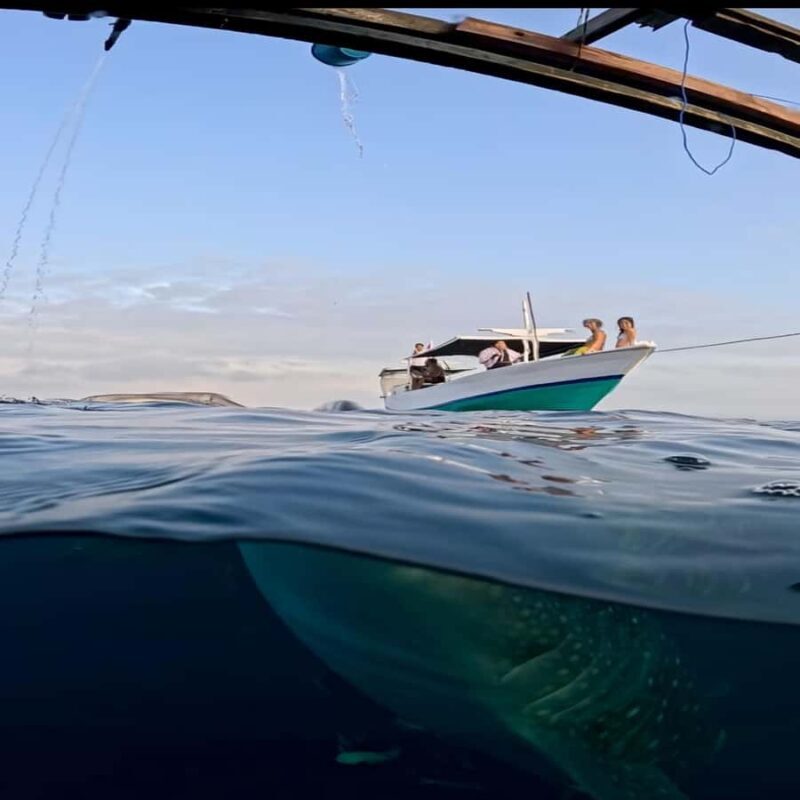 Swim with Whale Sharks 2D1N LombokSumbawa Sharing - Who Will Love This Experience?