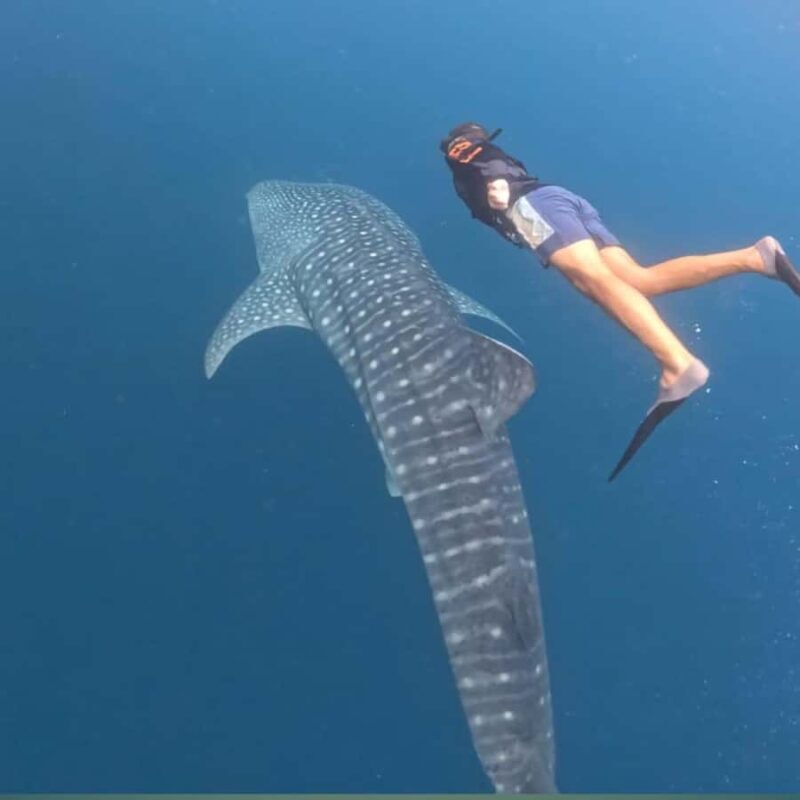 Swim with Whale Sharks 2D1N LombokSumbawa Sharing - Frequently Asked Questions