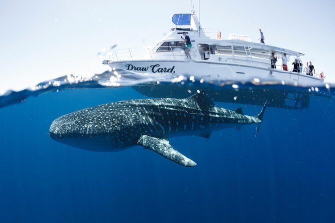 Swim with Whale Sharks in the Ningaloo Reef: 3 Island Shark Dive - A Full-Day of Marine Wonders on Ningaloo Reef