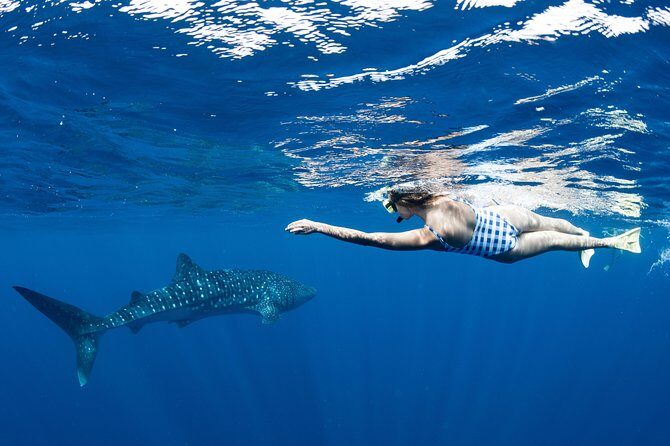 Swim with Whale Sharks in the Ningaloo Reef: 3 Island Shark Dive - Does It Offer Good Value?