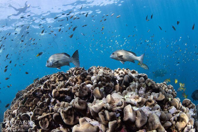 Swim with Whale Sharks in the Ningaloo Reef: 3 Island Shark Dive - Authentic Encounters and Expert Guides