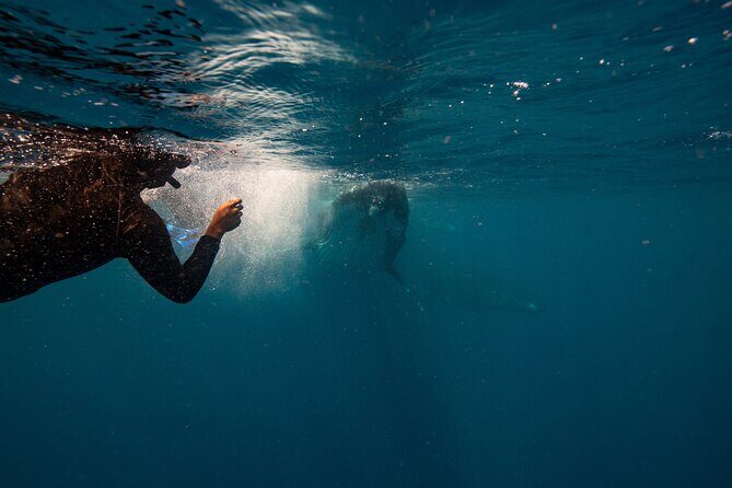 Swim with Whales Gold Coast - An In-Depth Look at the Gold Coast Whale Swim Experience