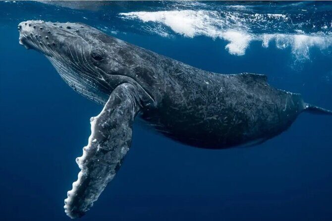 Swim with Whales in Gold Coast - Small-Group Advantage and Personal Touch