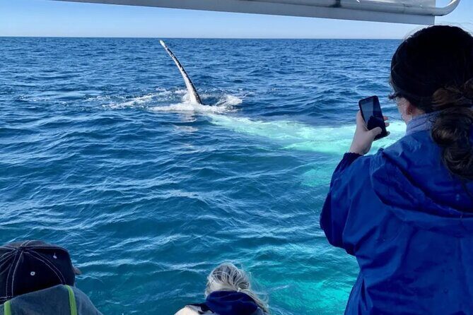 Swim with Whales in Gold Coast - Authentic Insights from Reviewers
