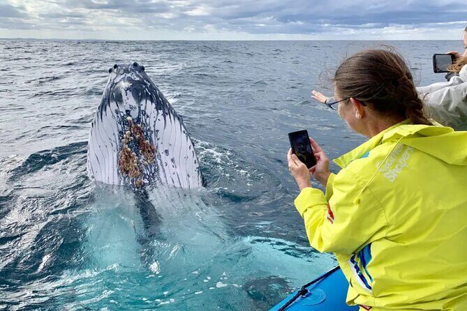Swim with Whales in Gold Coast - The Sum Up