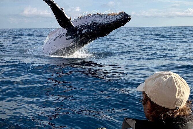 Swim with Whales in Gold Coast - FAQs