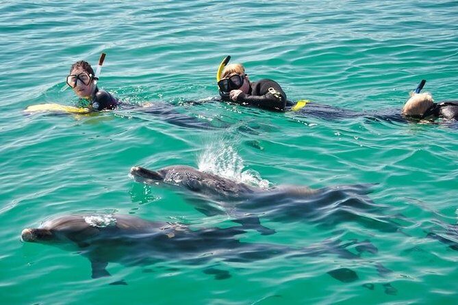 Swim with Wild Dolphins Day Tour - The Experience in Detail