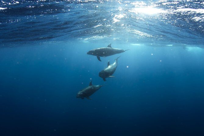 Swim with Wild Dolphins in Hurghada - Key Points