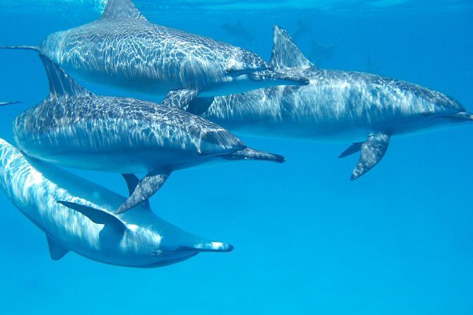 Swim with Wild Dolphins in Hurghada - What to Expect on Your Hurghada Dolphin Trip
