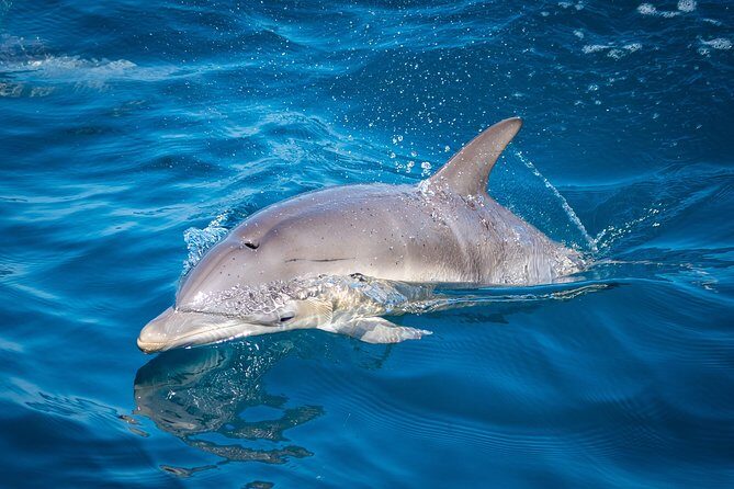 Swim With Wild Dolphins in Tauranga - Final Thoughts: The Real Value in Authentic Encounters