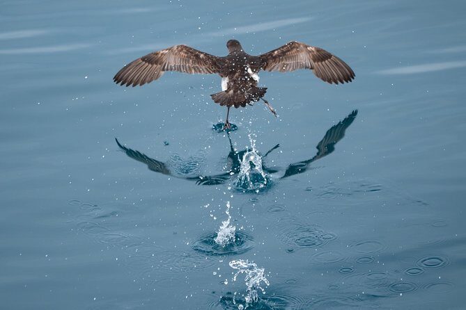 Swim With Wild Dolphins in Tauranga - FAQs