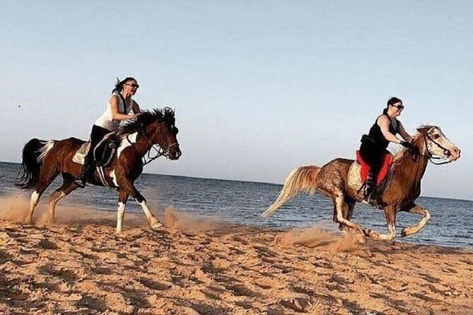 Swimming by Horse at Red Sea Beach & Desert with Dinner- Hurghada - Key Points