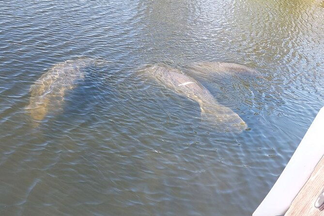 swimming-in-a-dolphin-and-manatee-lagoon-boat-tour