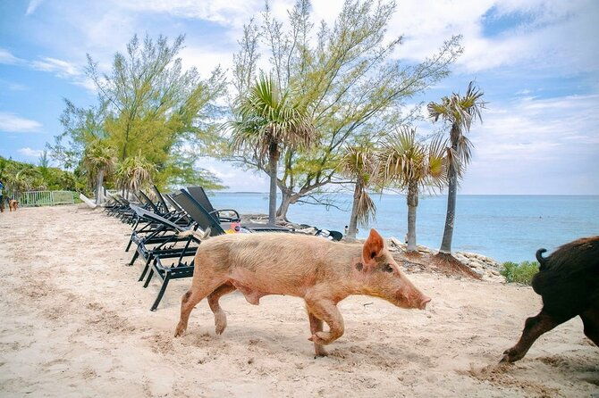 swimming-pigs-of-rose-island-beach-day-group-tour